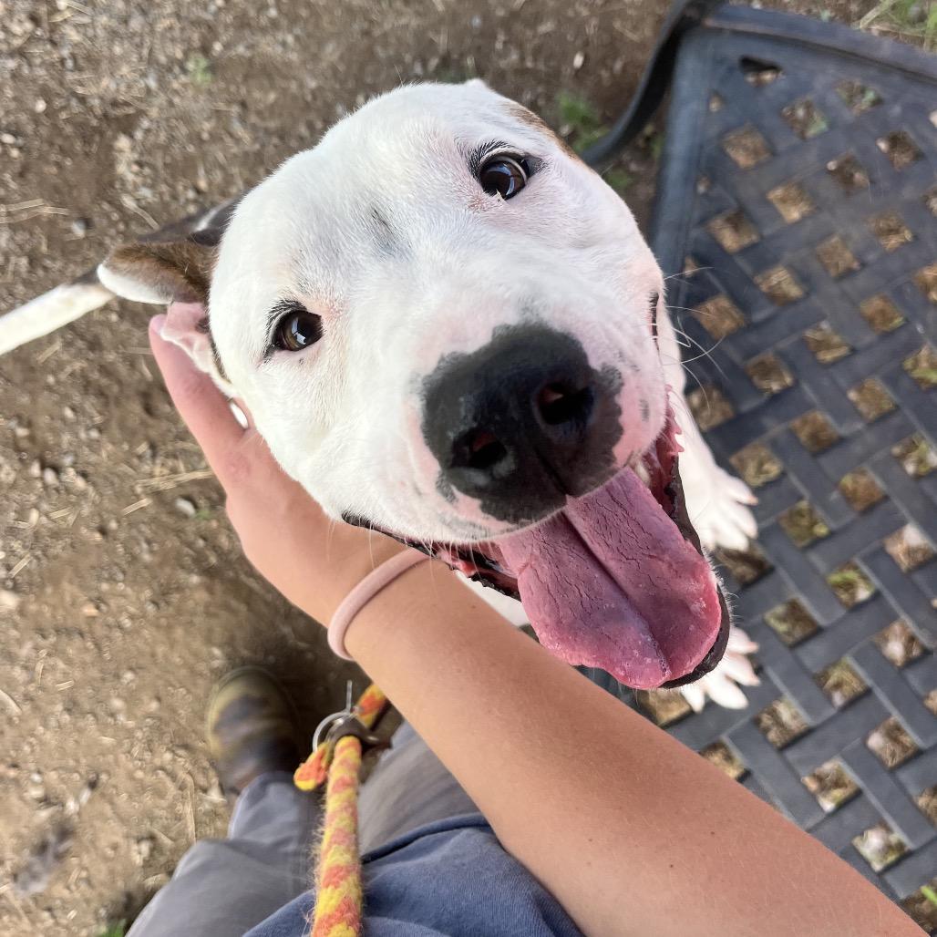 Cano, Adoptable, Adult Male Mixed Breed.