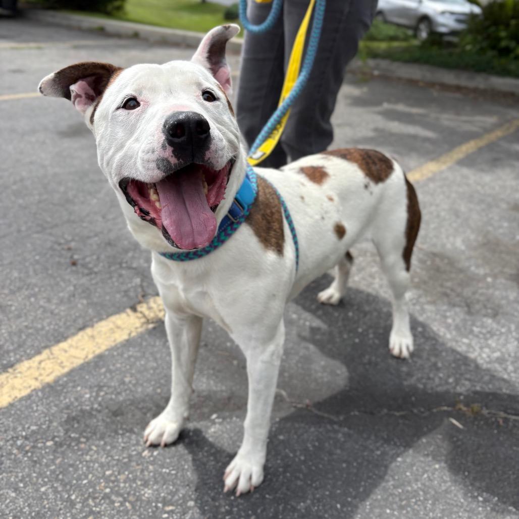 Enlarge Cano, a Adoptable Mixed Breed in Spokane, WA image 2/6