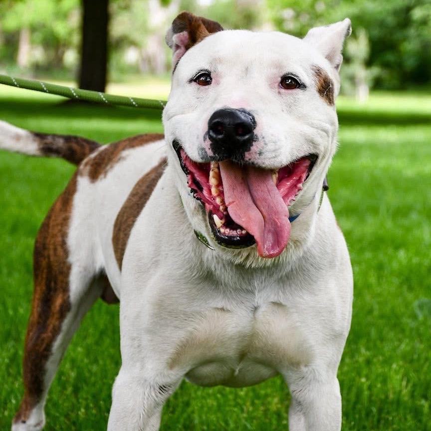 Enlarge Cano, a Adoptable Mixed Breed in Spokane, WA image 3/6