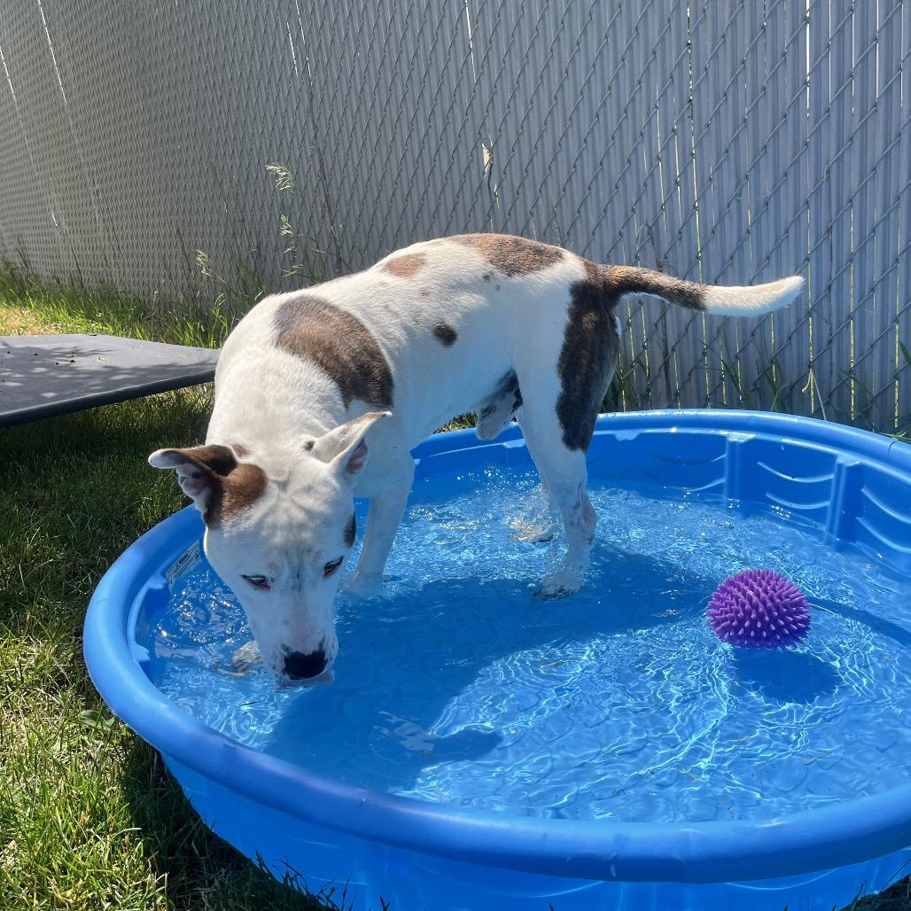 Enlarge Cano, a Adoptable Mixed Breed in Spokane, WA image 4/6
