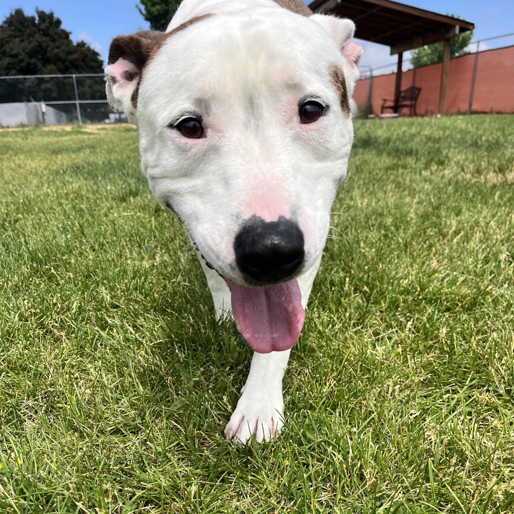 Enlarge Cano, a Adoptable Mixed Breed in Spokane, WA image 5/6