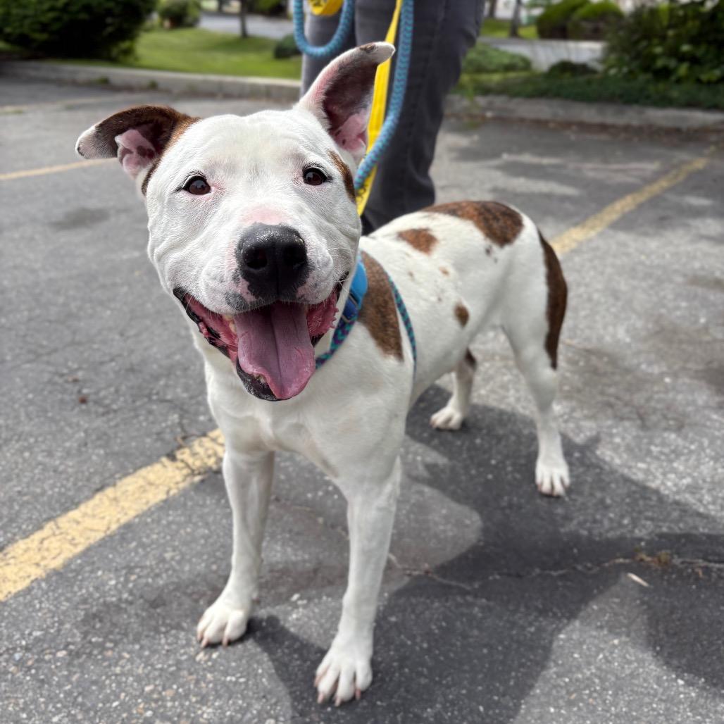 Enlarge Cano, a Adoptable Mixed Breed in Spokane, WA image 6/6