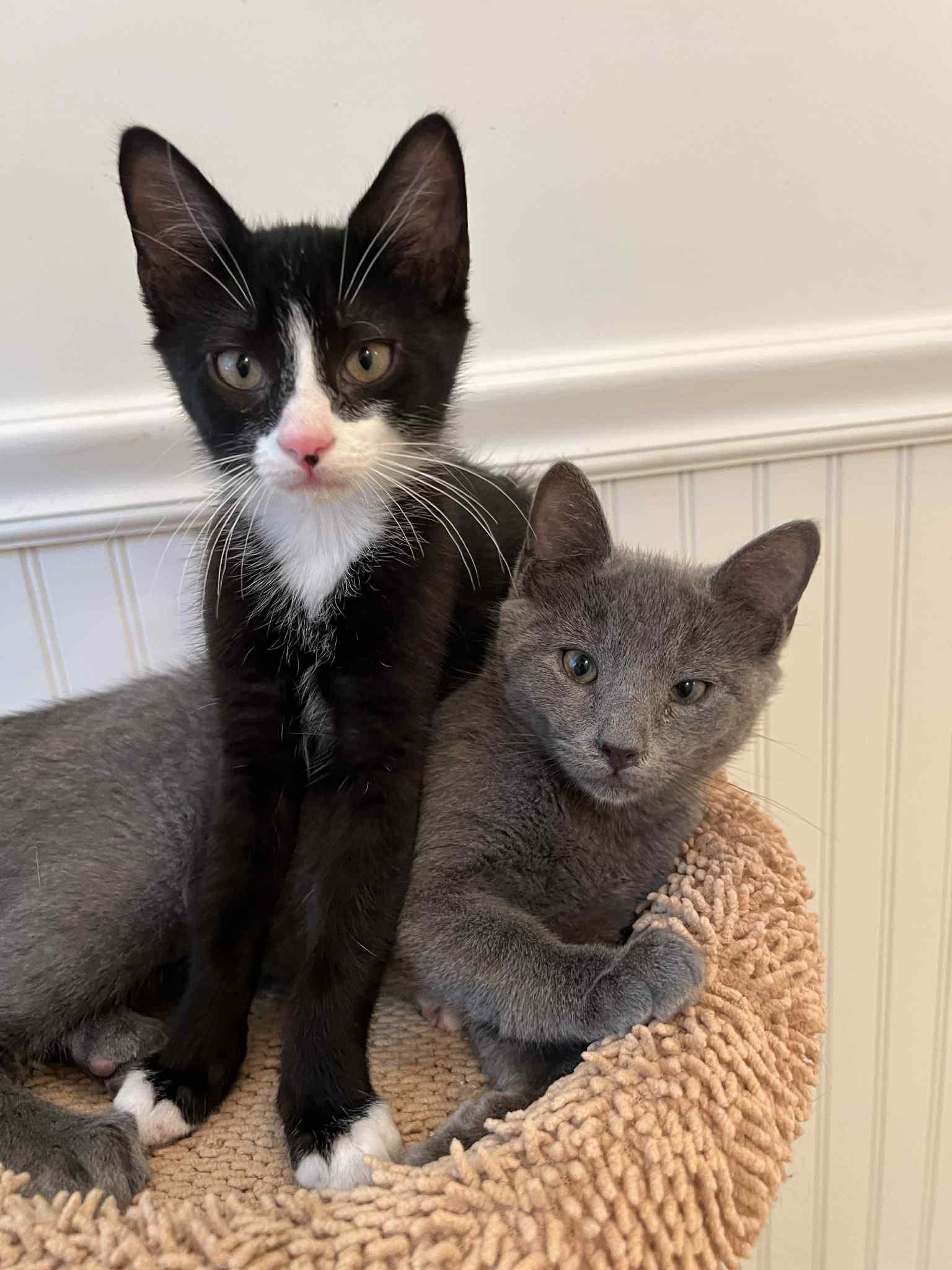 Dusty, Adoptable, Kitten Female Domestic Short Hair.