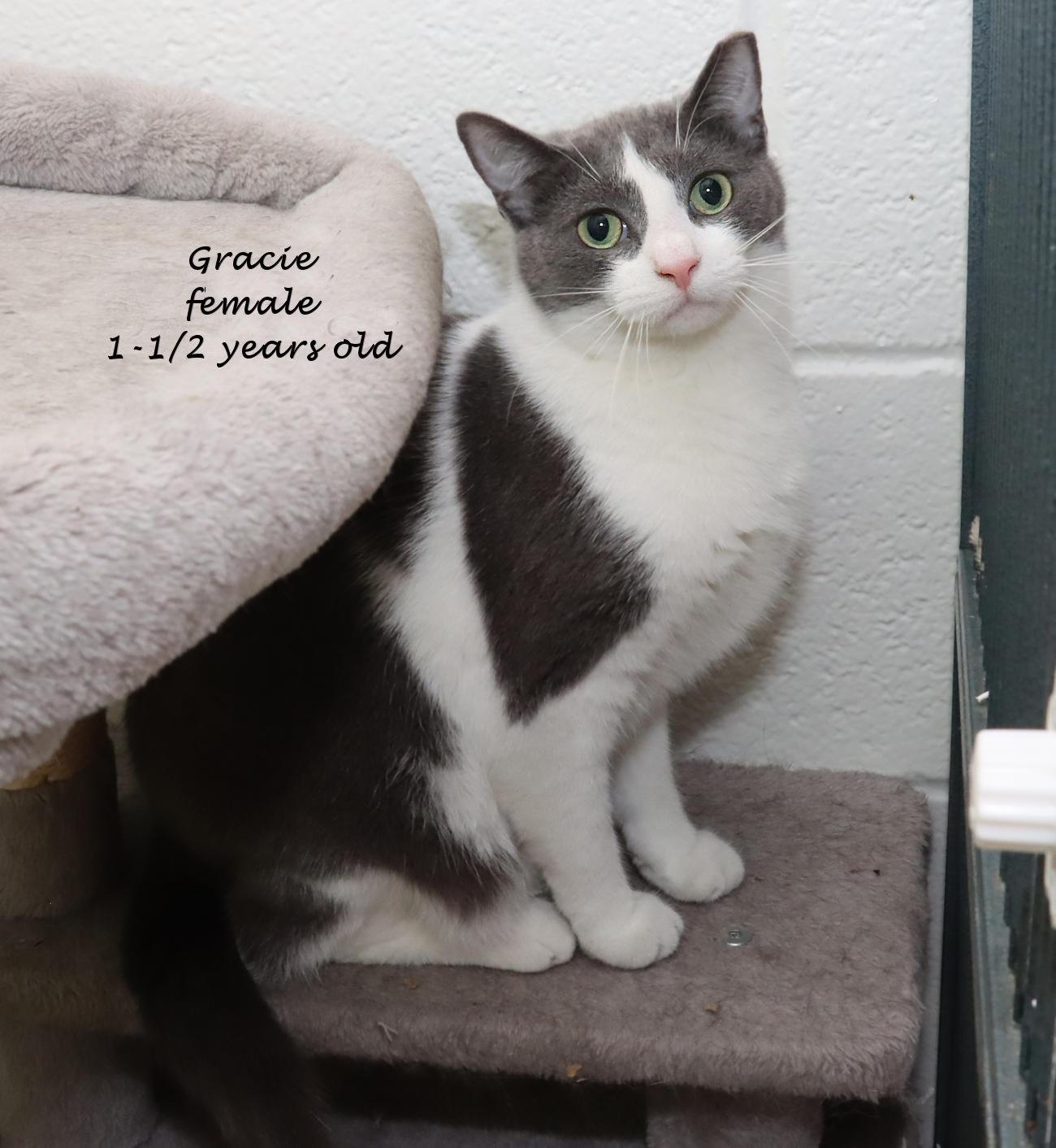 Enlarge Gracie, a Adoptable Domestic Short Hair in Euclid, OH image 2/6