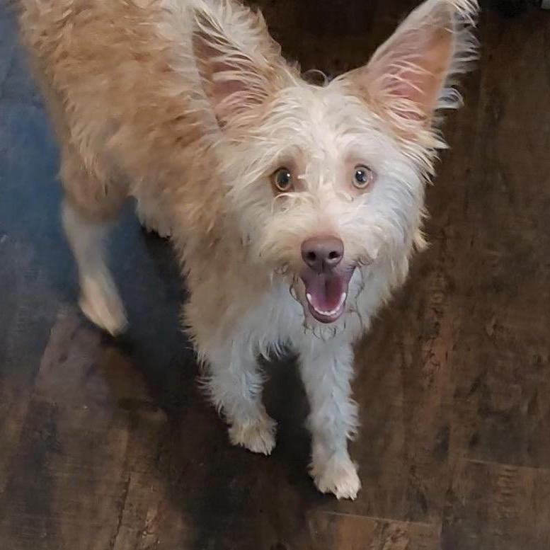 Shelby, Adoptable, Young Female Terrier & Mixed Breed.