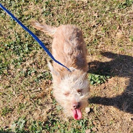 Enlarge Shelby, a Adoptable mixed breed in Grapevine, TX image 2/6