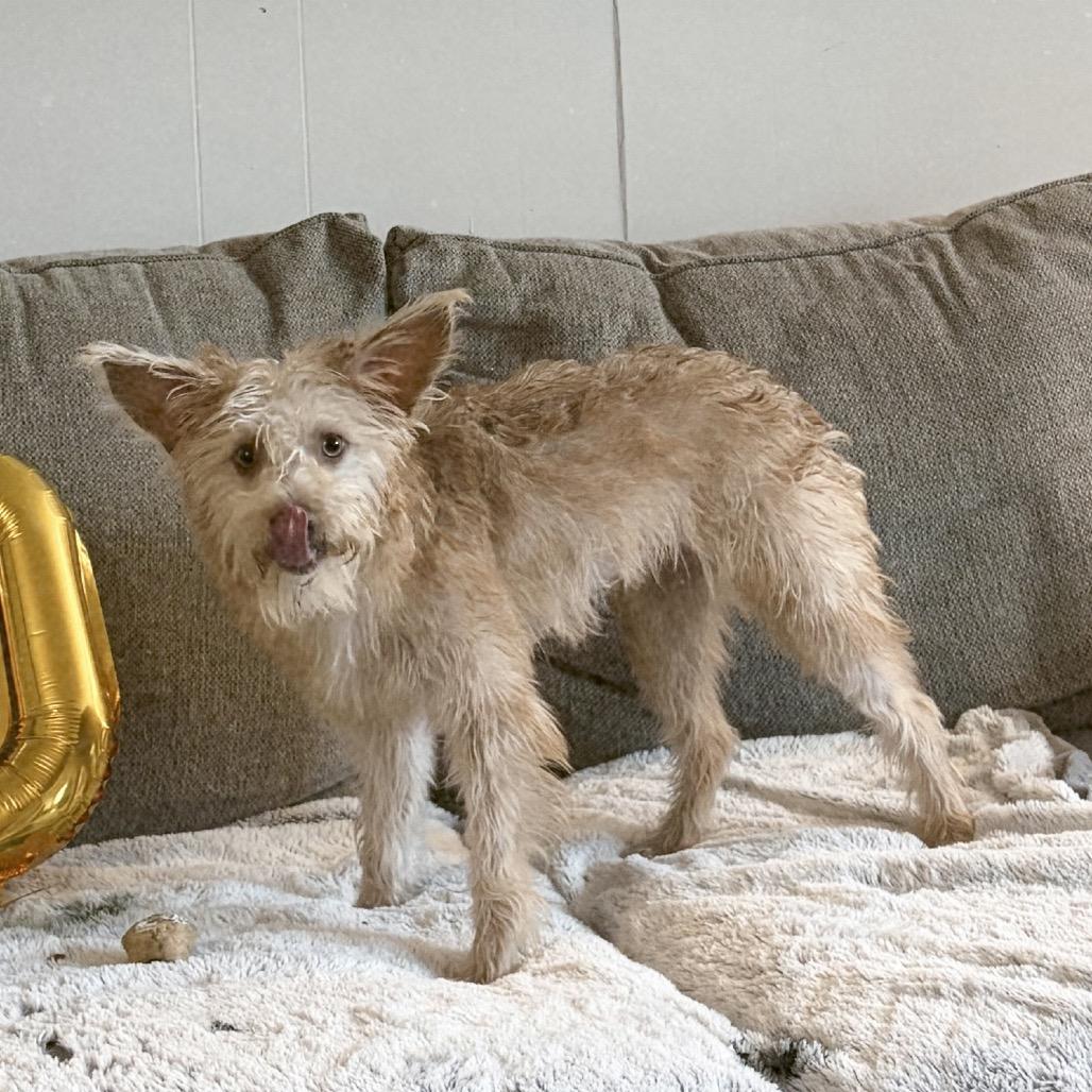 Enlarge Shelby, a Adoptable mixed breed in Grapevine, TX image 3/6