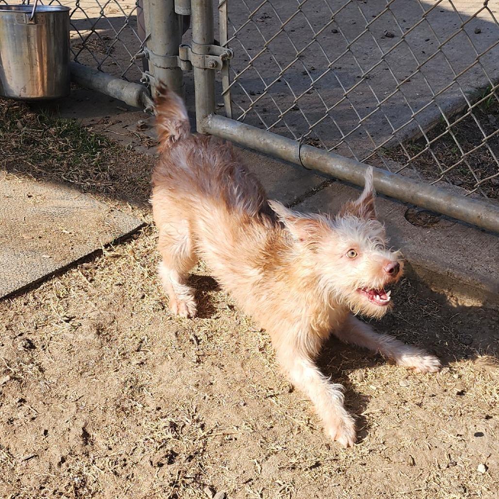 Enlarge Shelby, a Adoptable mixed breed in Grapevine, TX image 4/6