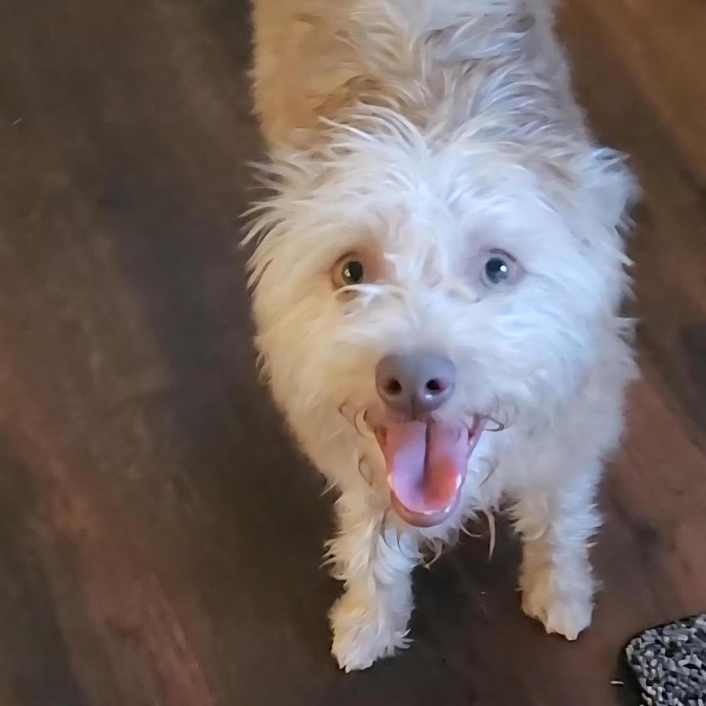 Enlarge Shelby, a Adoptable mixed breed in Grapevine, TX image 5/6