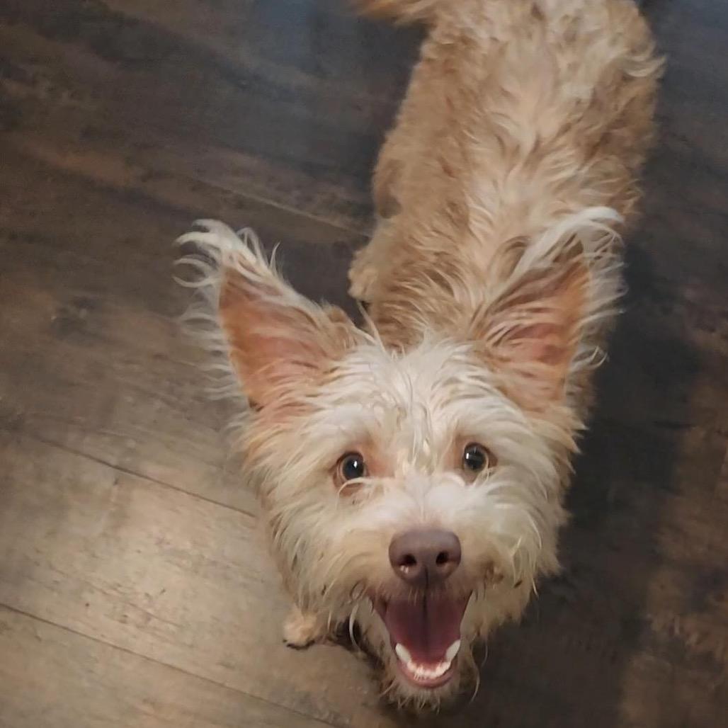 Enlarge Shelby, a Adoptable mixed breed in Grapevine, TX image 6/6