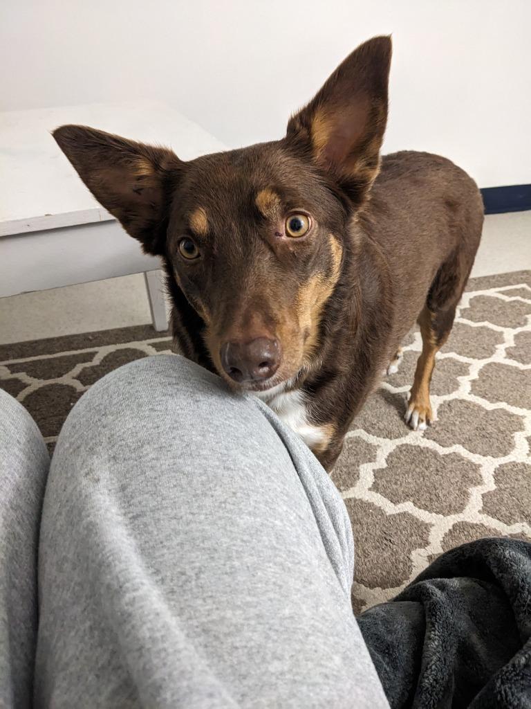Willow, Adoptable, Adult Female Australian Kelpie.