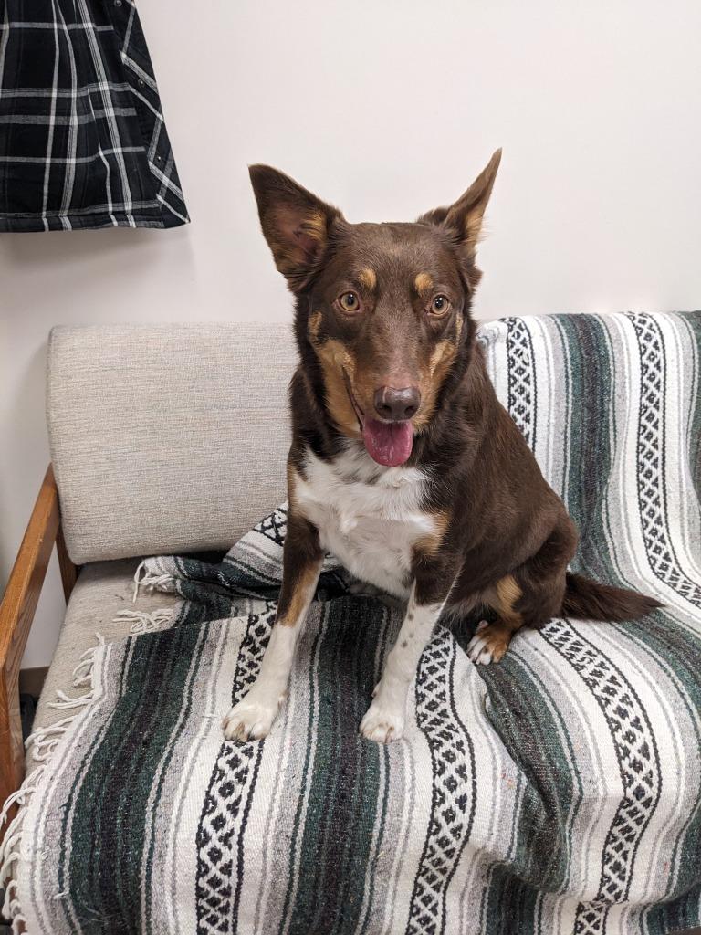 Enlarge Willow, a Adoptable Australian Kelpie in Didsbury, AB image 2/3