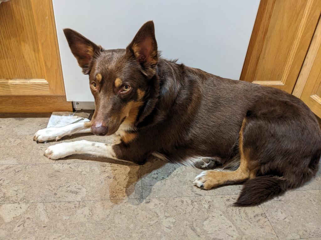 Enlarge Willow, a Adoptable Australian Kelpie in Didsbury, AB image 3/3