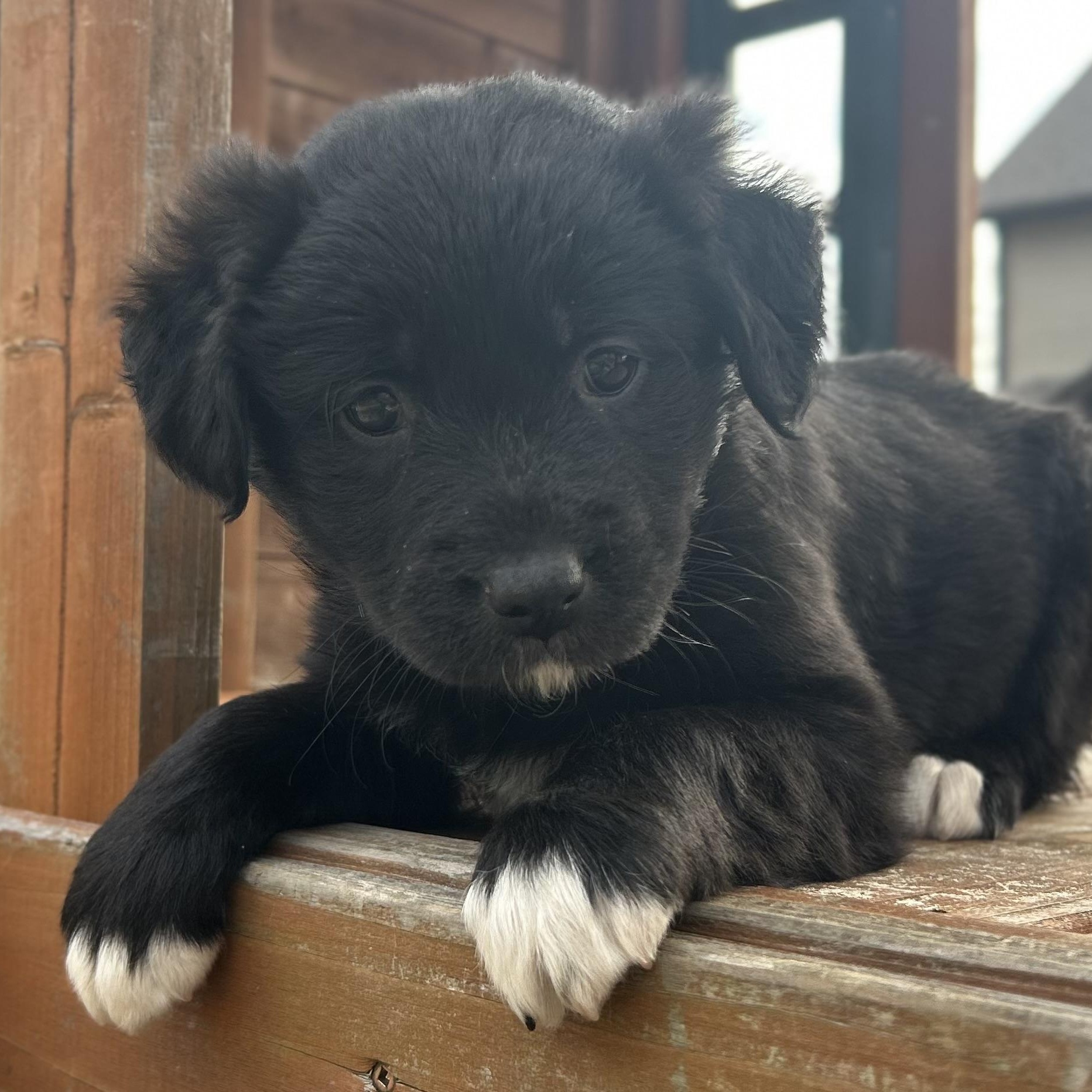 Enlarge Meg, a ADOPTABLE mixed breed in Warrior, AL image 4/6