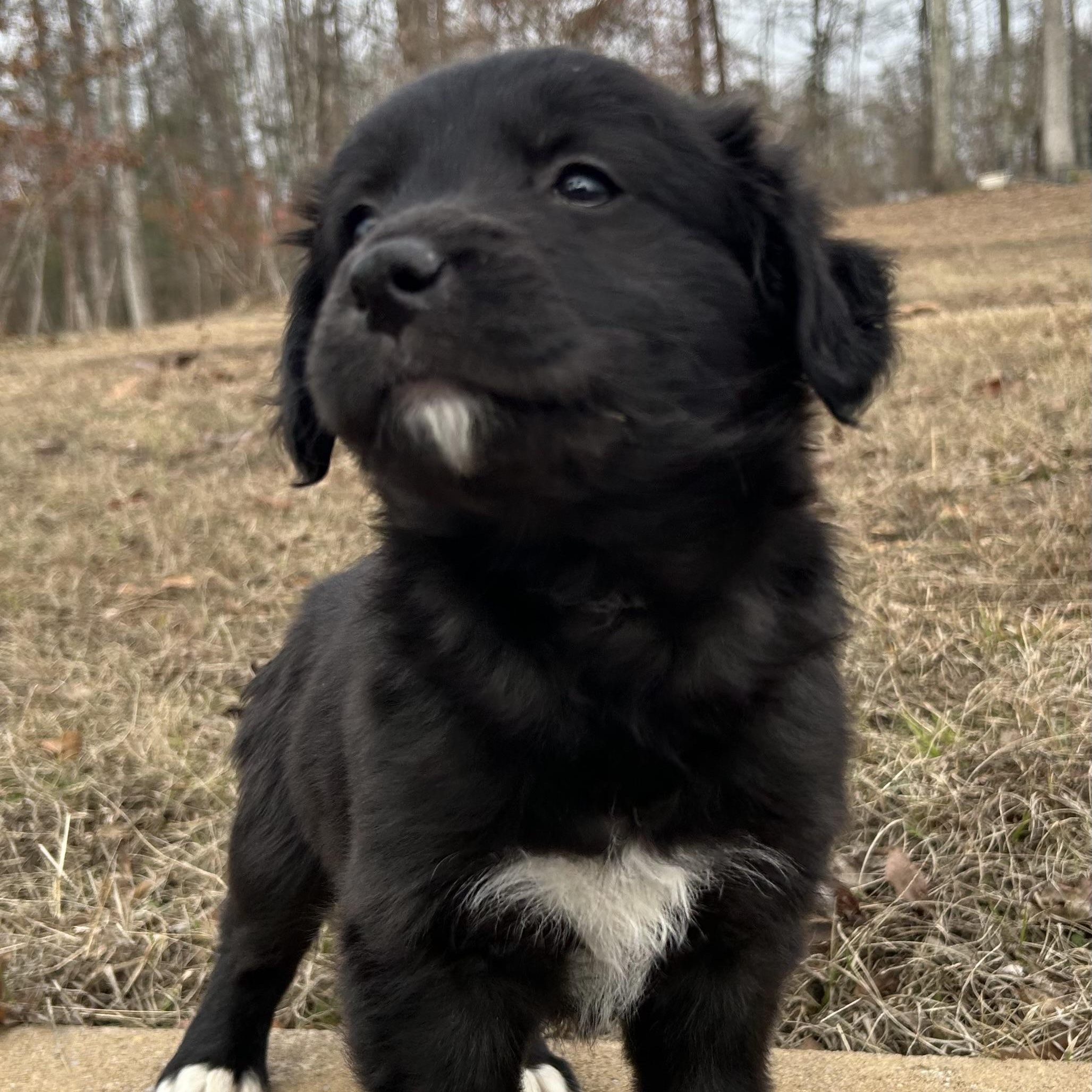 Enlarge Meg, a ADOPTABLE mixed breed in Warrior, AL image 2/6