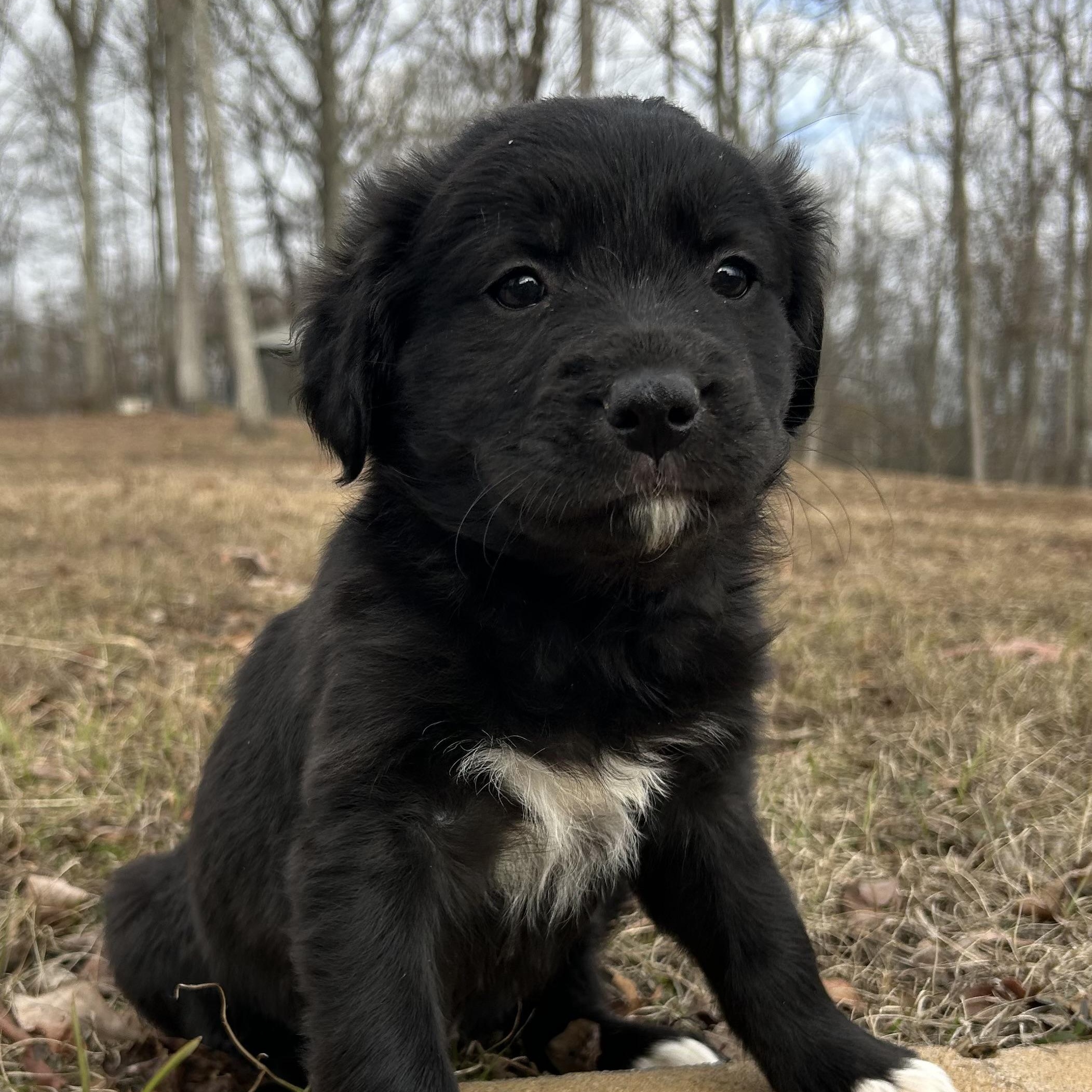 Enlarge Meg, a ADOPTABLE mixed breed in Warrior, AL image 1/6