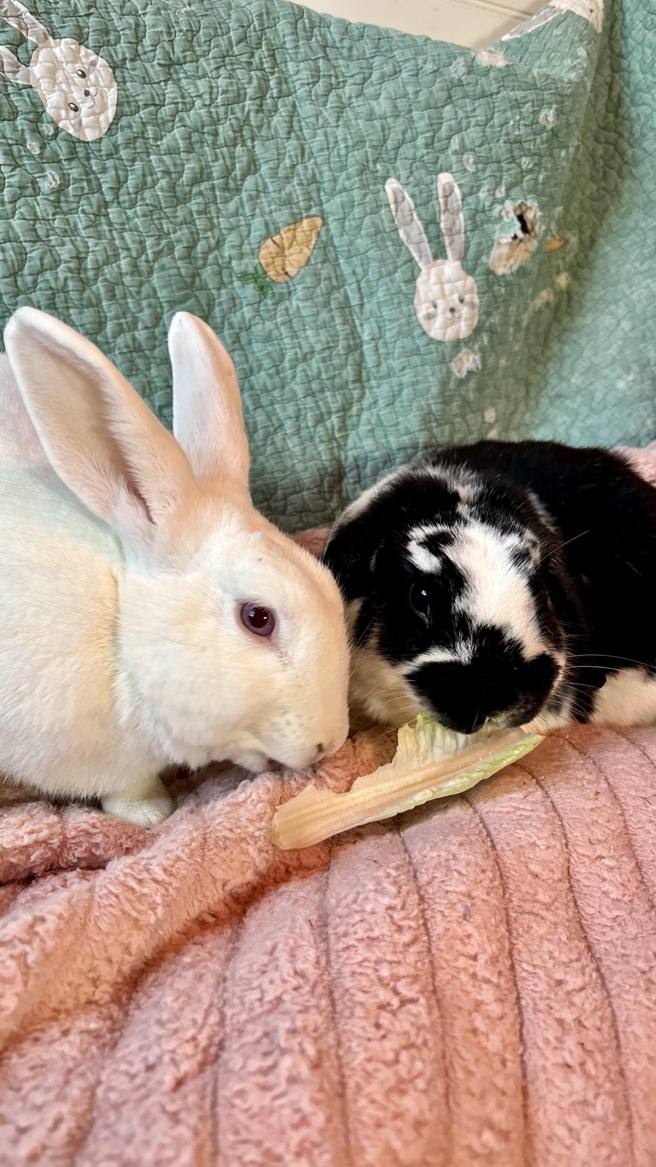Tater & Chip, ADOPTABLE, Adult Male New Zealand.