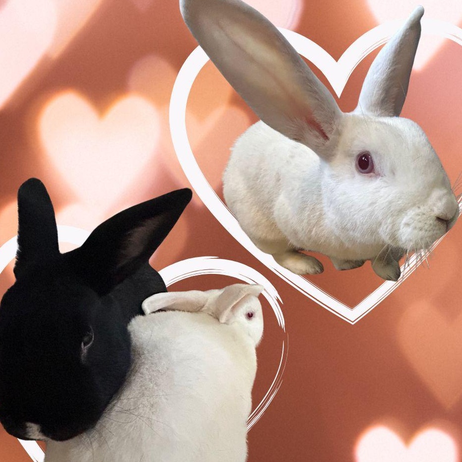 Tater & Shadow, ADOPTABLE, Adult Male New Zealand.