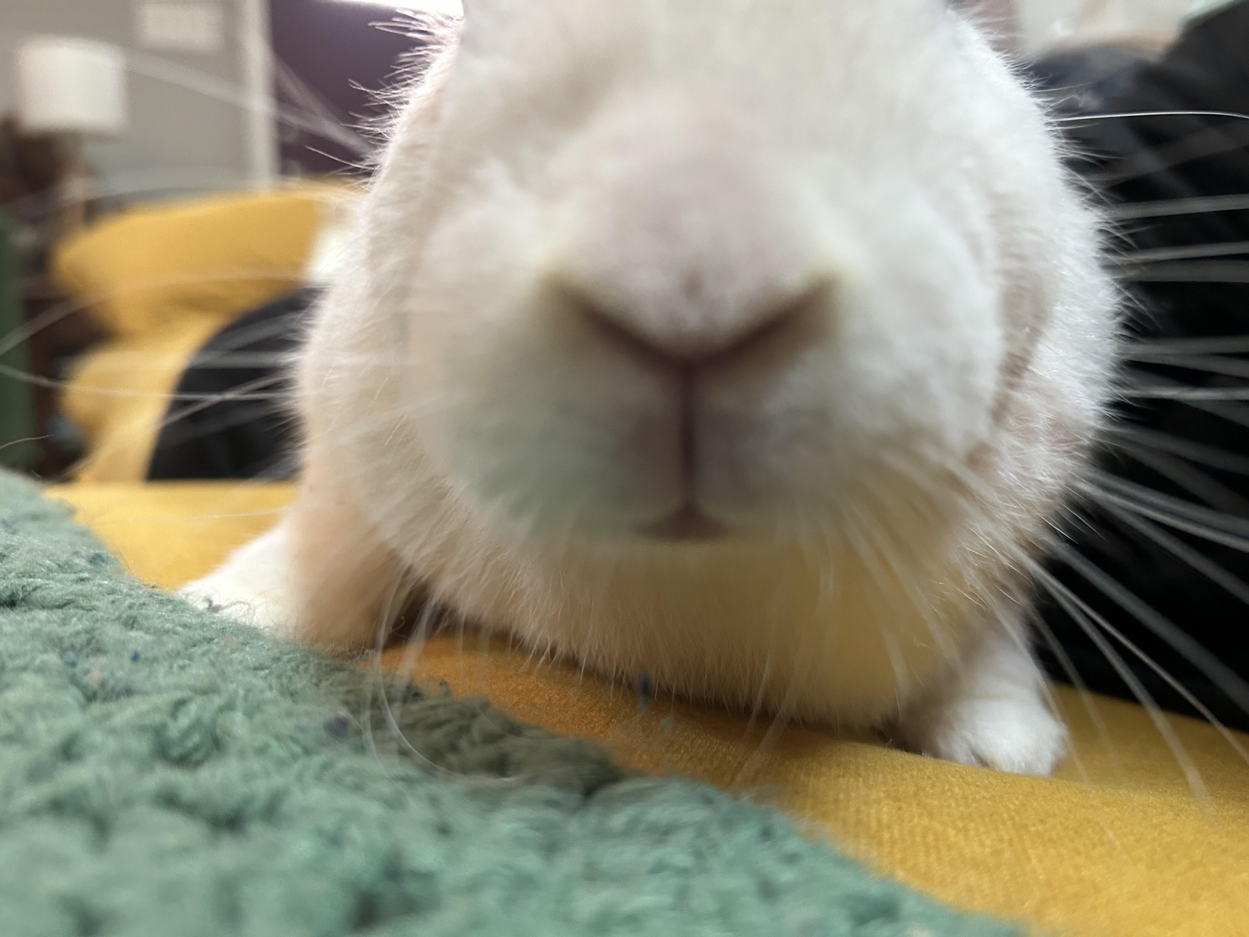Enlarge Tater & Theodore, a Adoptable New Zealand in Midlothian, VA image 4/4