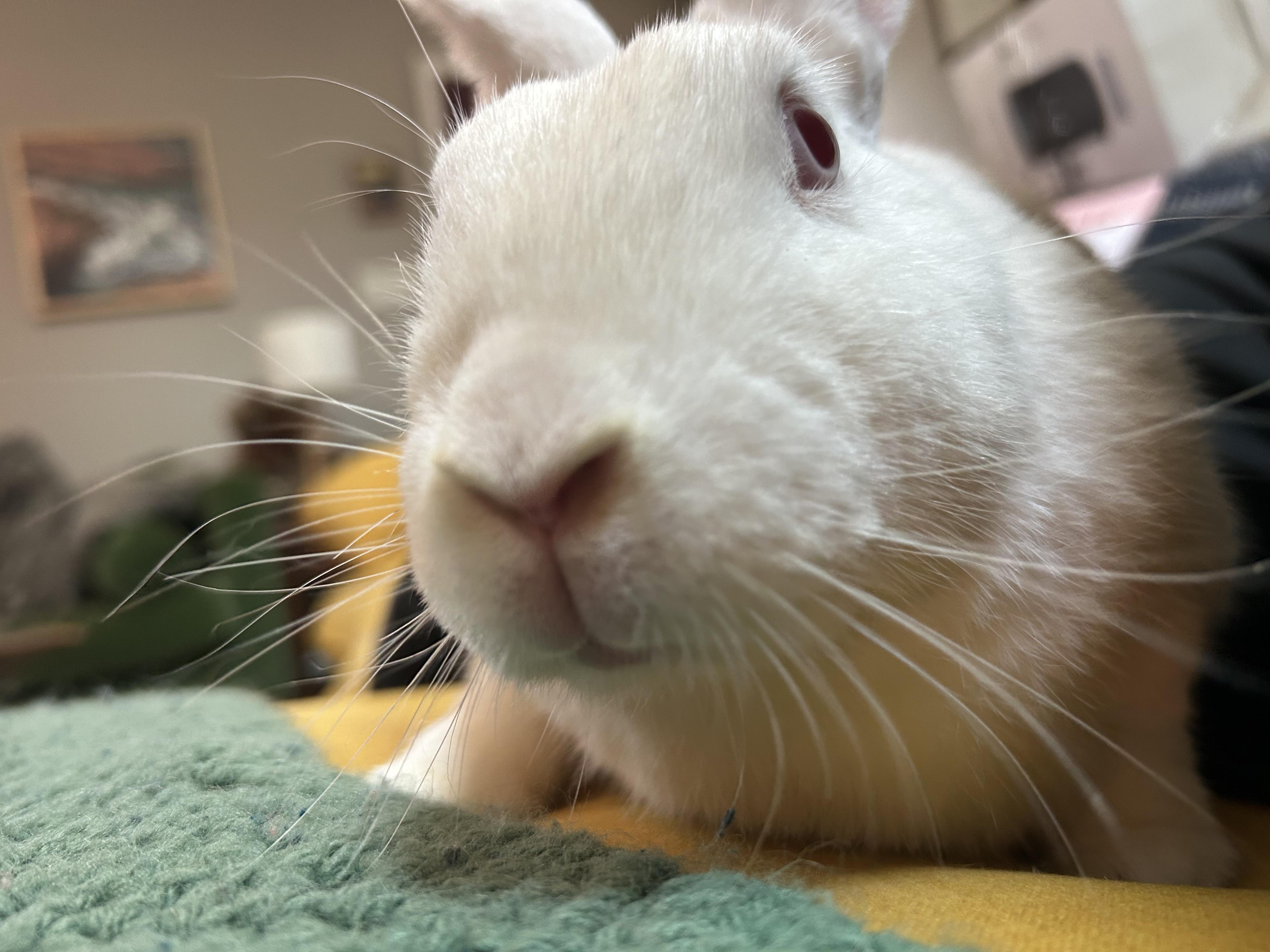 Enlarge Tater & Theodore, a Adoptable New Zealand in Midlothian, VA image 2/4