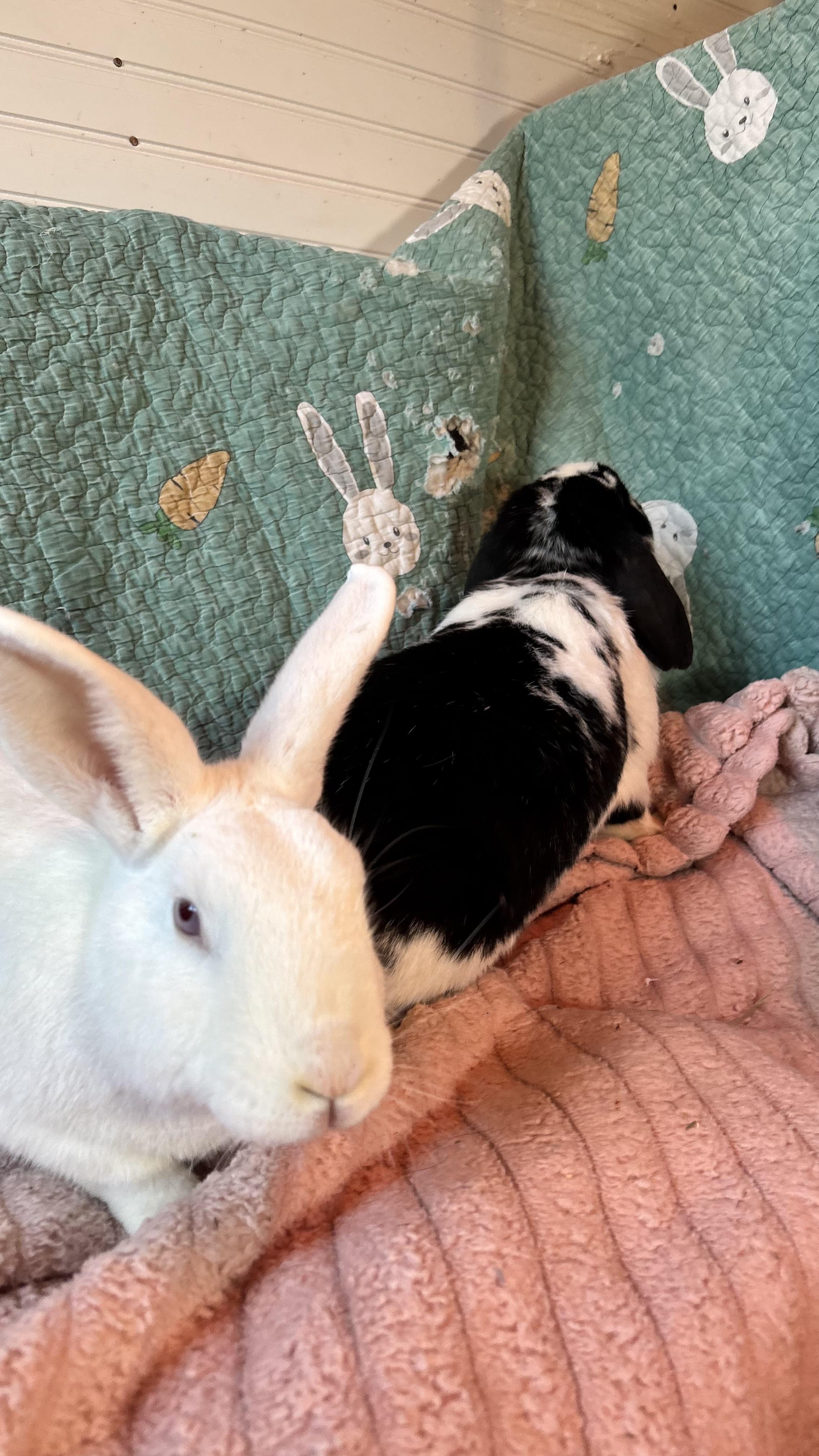 Enlarge Tater & Chip, a ADOPTABLE New Zealand in Midlothian, VA image 2/2