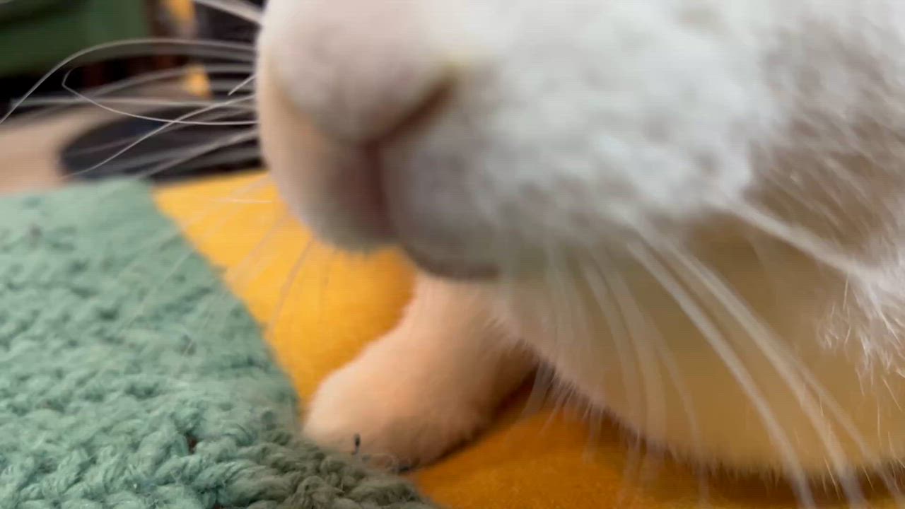 Enlarge Tater & Theodore, a Adoptable New Zealand in Midlothian, VA video 3/4