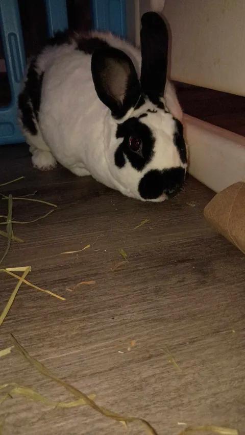 Enlarge Thumper, a Adopted mixed breed in Groton, VT image 2/2