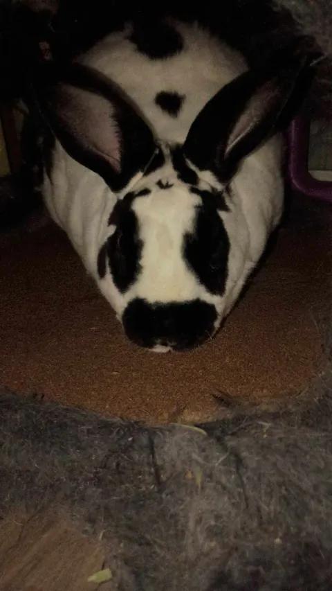 Thumper, Adoptable, Adult Male Rex & English Spot.