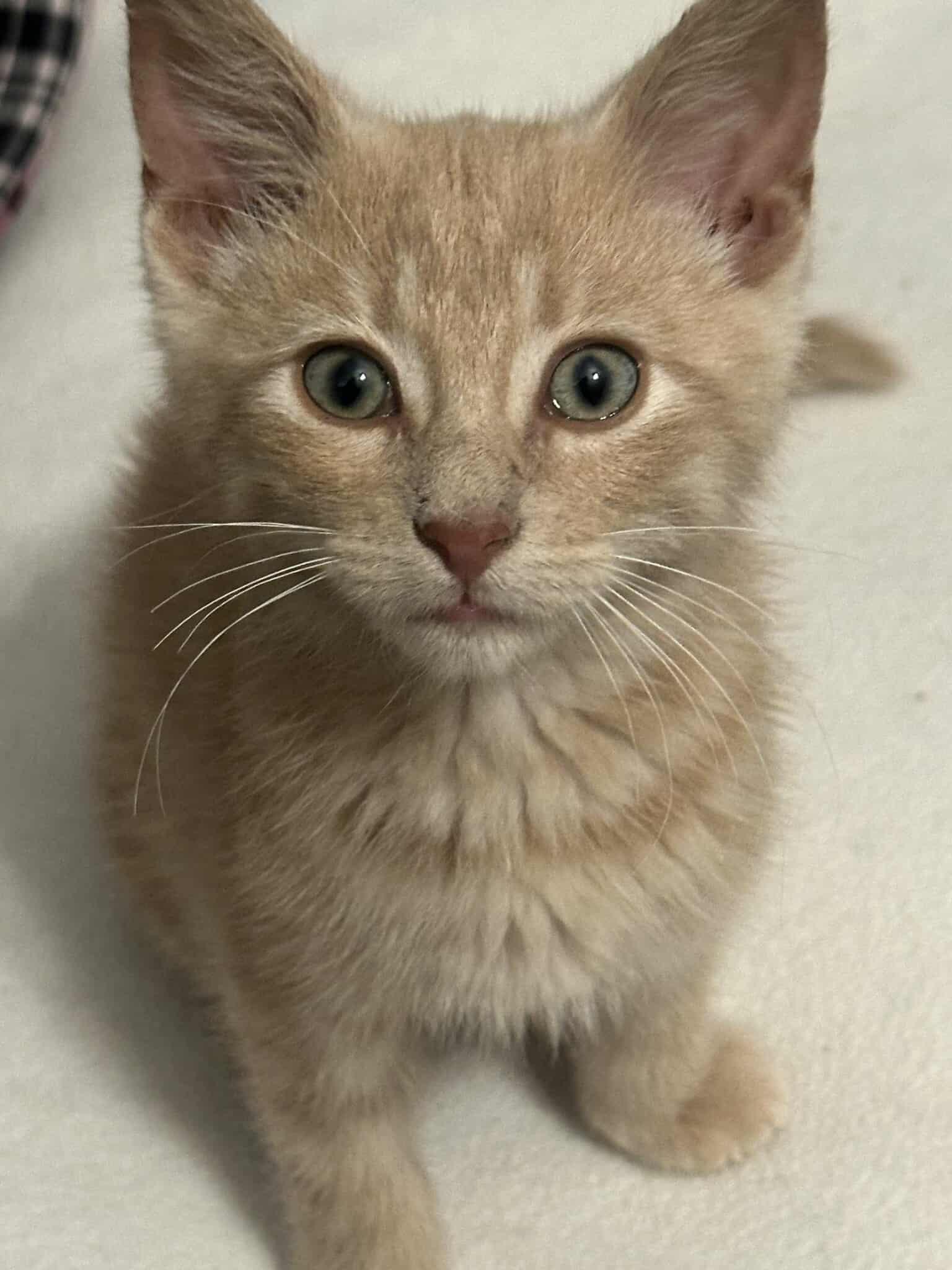 Oliver, Baby Male unknown