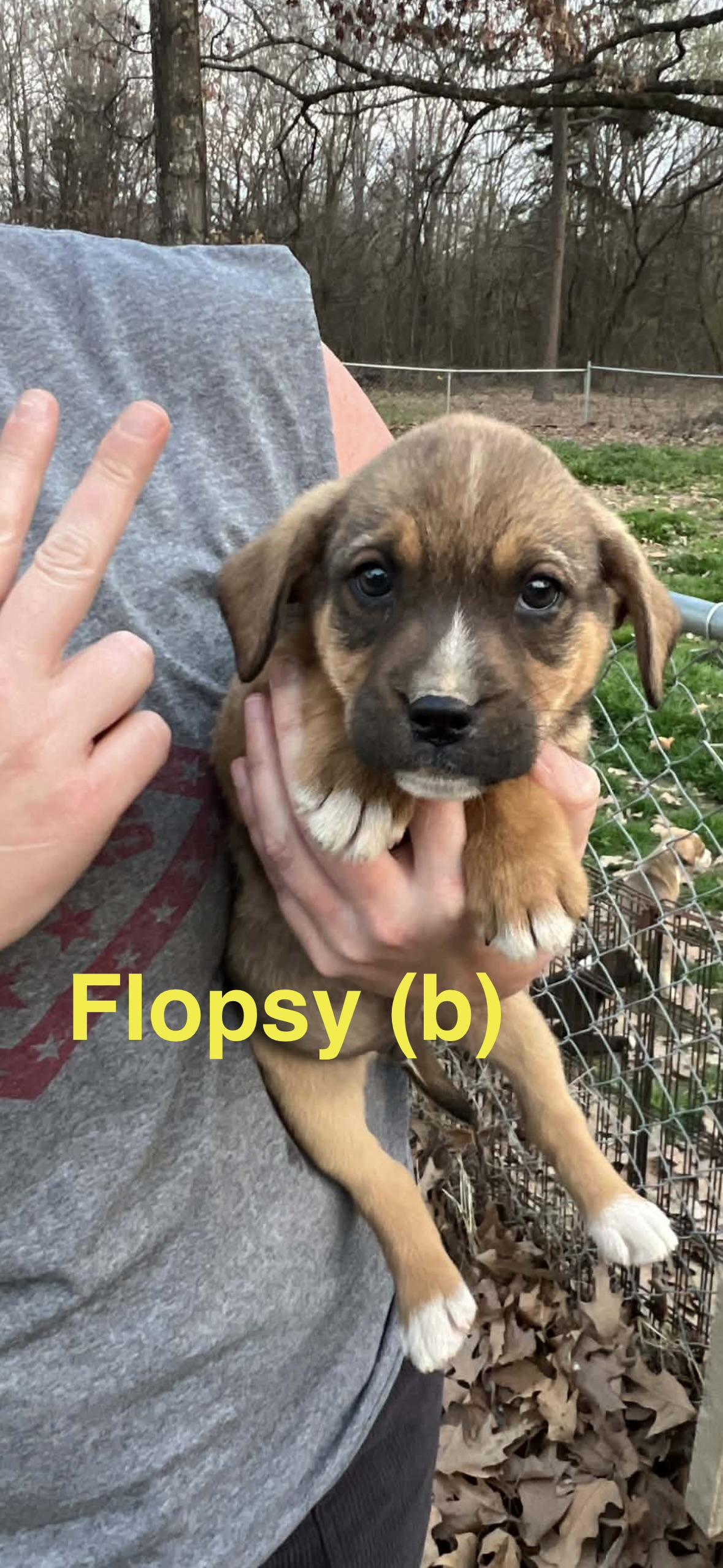 Flopsy, Adoptable, Puppy Male Beagle.