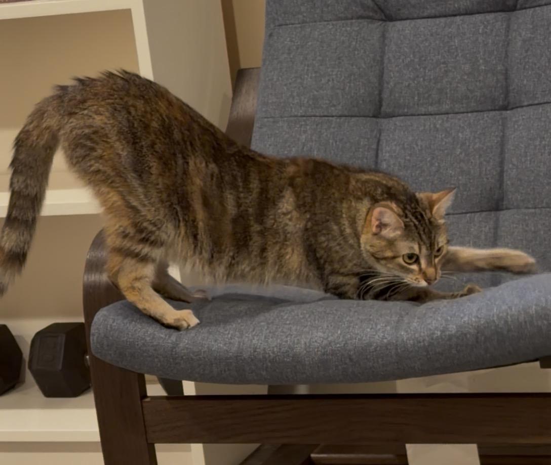 Hazel, an adopted Tabby in Stanstead, QC image 2/4