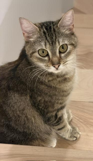 Hazel, an adopted Tabby in Stanstead, QC image 4/4