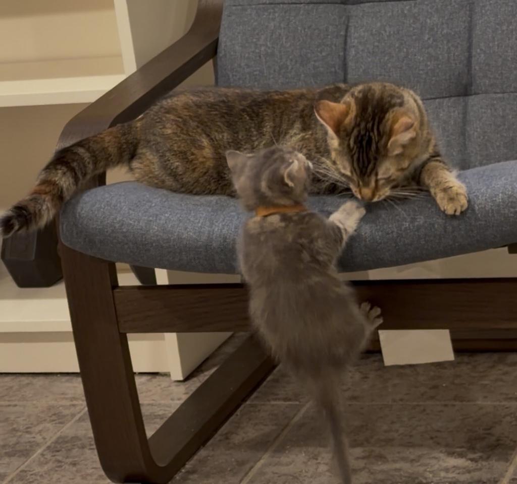 Hazel, an adopted Tabby in Stanstead, QC image 3/4