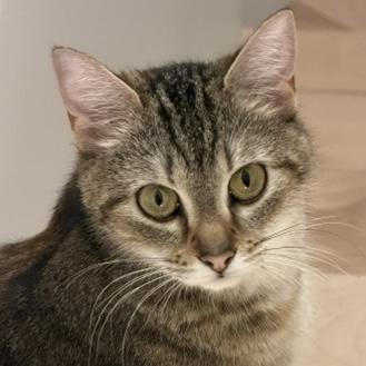 Hazel, adopted, Young Female Tabby.