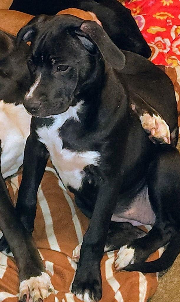 STORMI, Adoptable, Young Female Boxer & Staffordshire Bull Terrier.