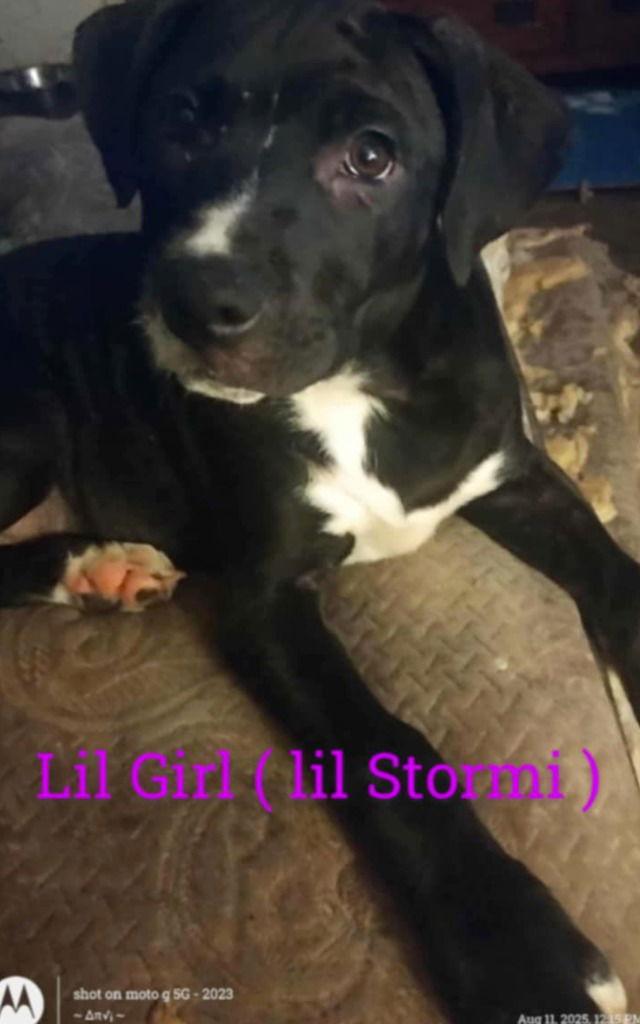 STORMI, a Adoptable mixed breed in Battle Ground, WA image 2/2