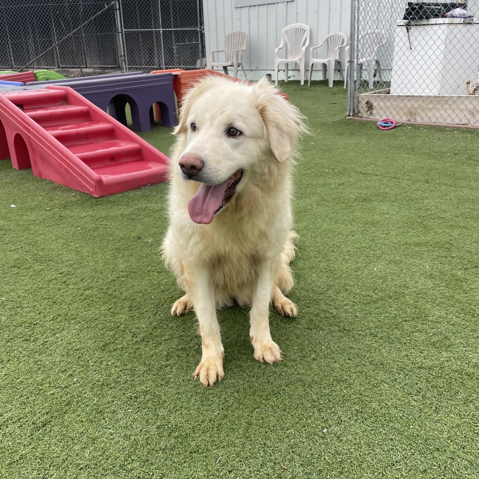 Enlarge Sophie, a ADOPTABLE Great Pyrenees in Richmond Hill, ON image 2/2