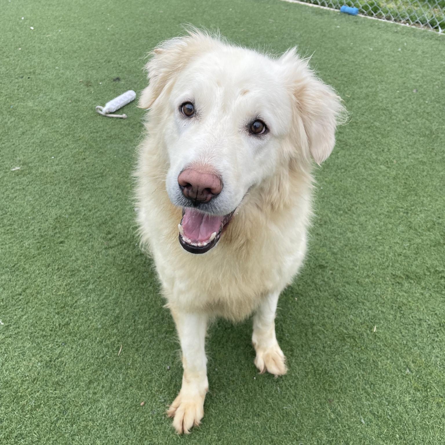 Sophie, ADOPTABLE, Adult Female Great Pyrenees.