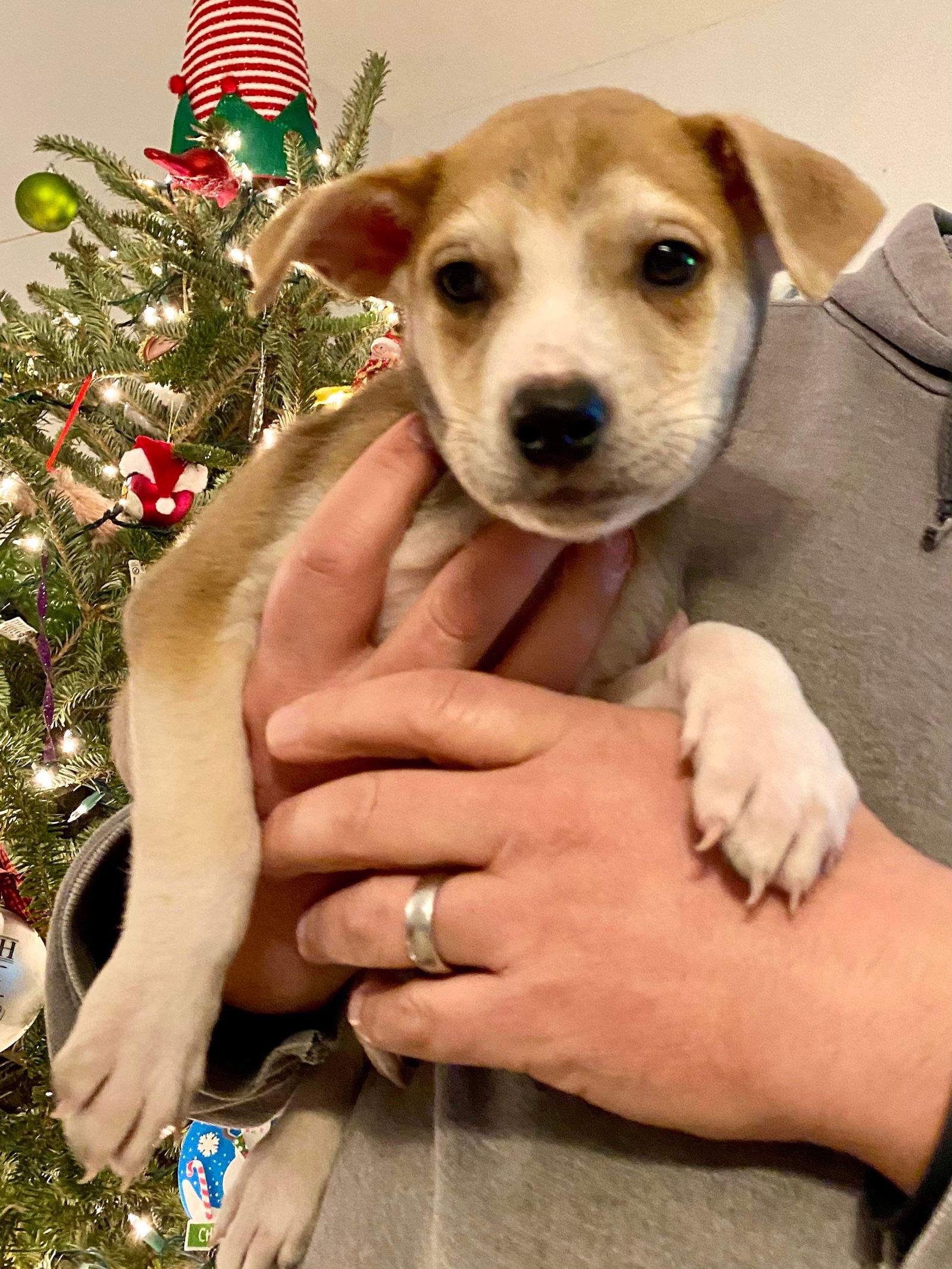 Oakley 0444, Adopted, Puppy Male Labrador Retriever.