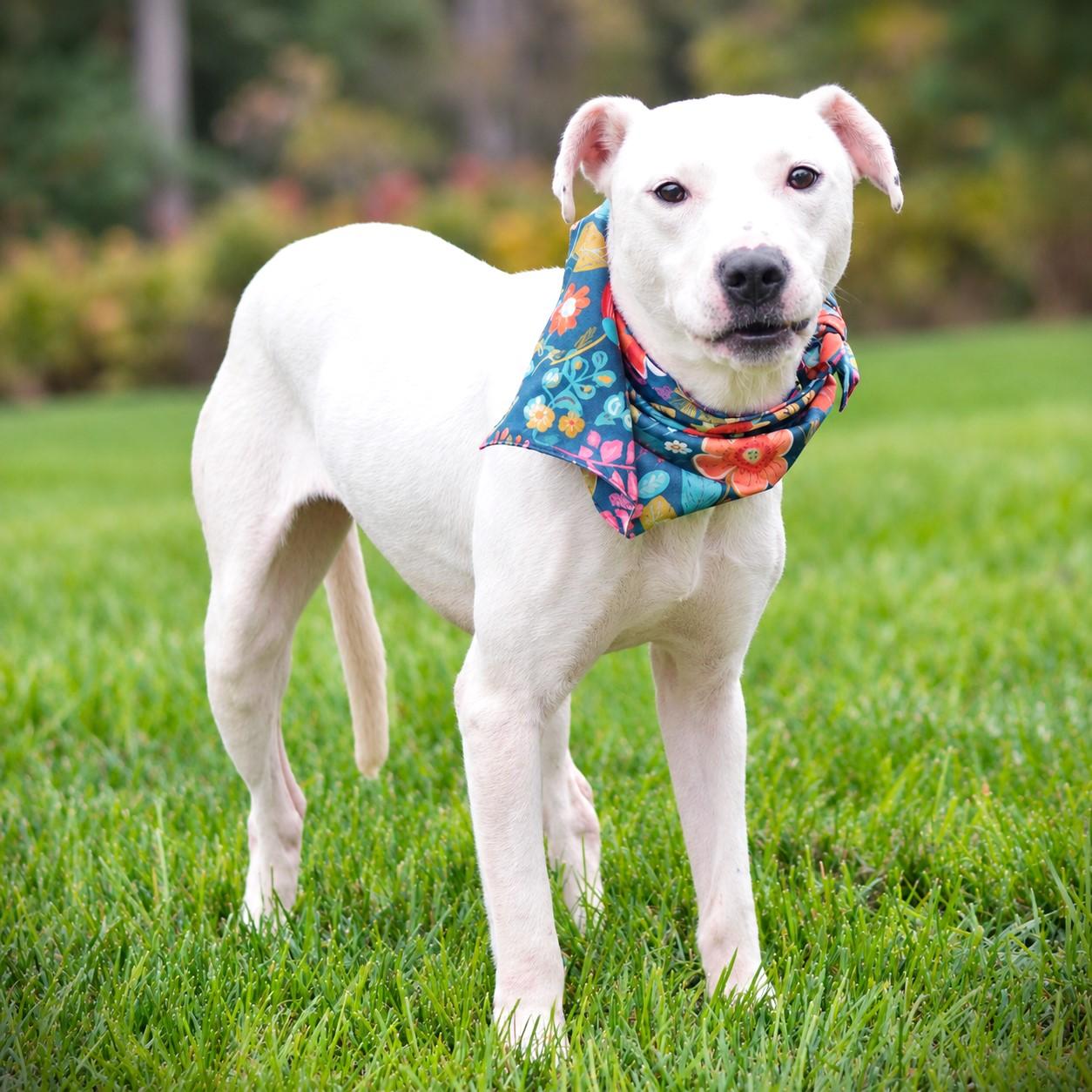 Sprinkles, Adoptable, Young Female Terrier & Husky.