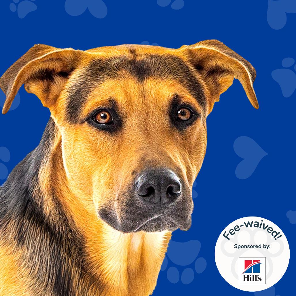 Enlarge Bear, a Adoptable German Shepherd Dog in Reno, NV image 1/3