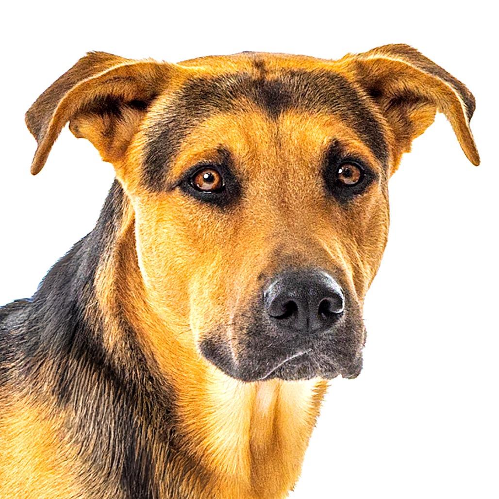 Enlarge Bear, a Adoptable German Shepherd Dog in Reno, NV image 2/3