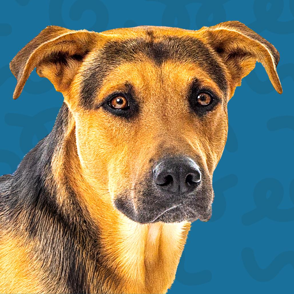 Enlarge Bear, a Adoptable German Shepherd Dog in Reno, NV image 3/3