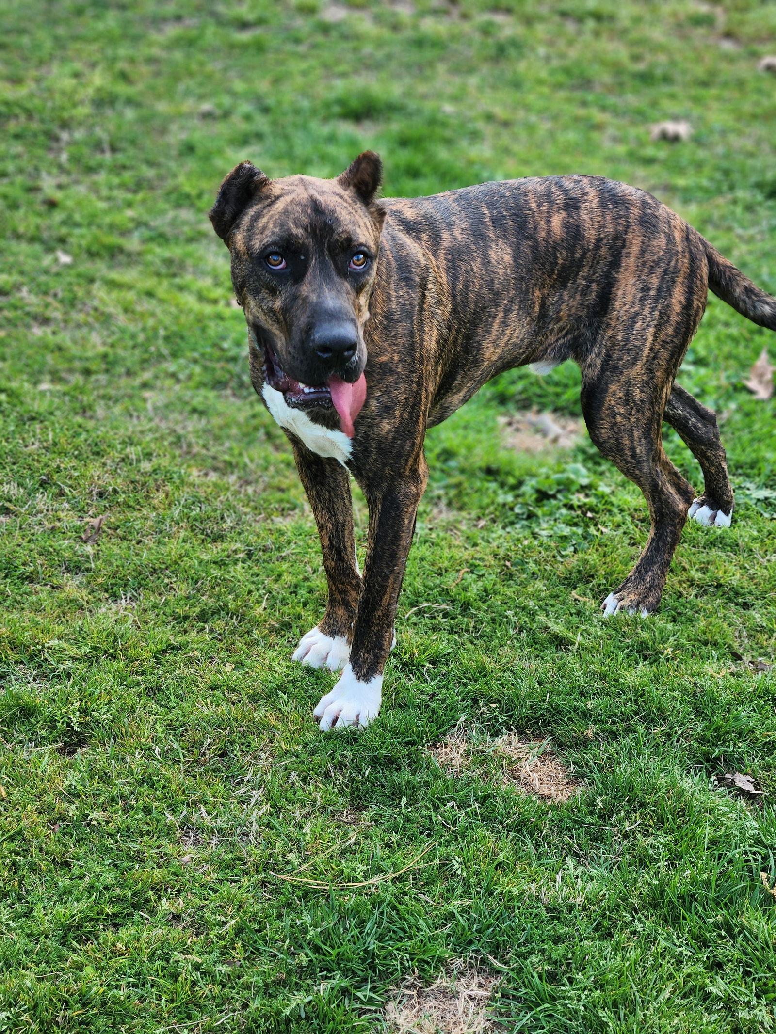 Enlarge Stanley, a Adoptable Mixed Breed in Shreveport, LA image 1/3