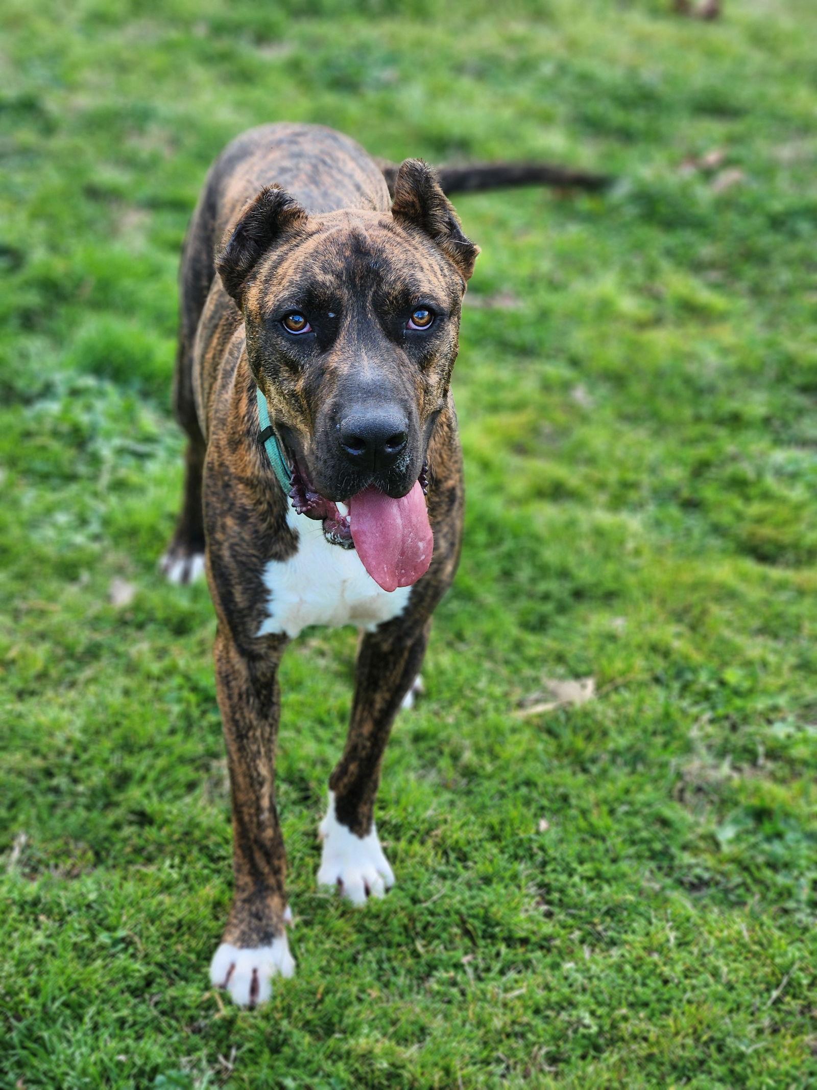 Enlarge Stanley, a Adoptable Mixed Breed in Shreveport, LA image 2/3