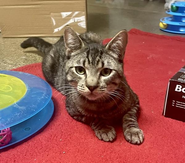 Enlarge Sushi, a Adoptable mixed breed in Oceanside, CA image 1/1