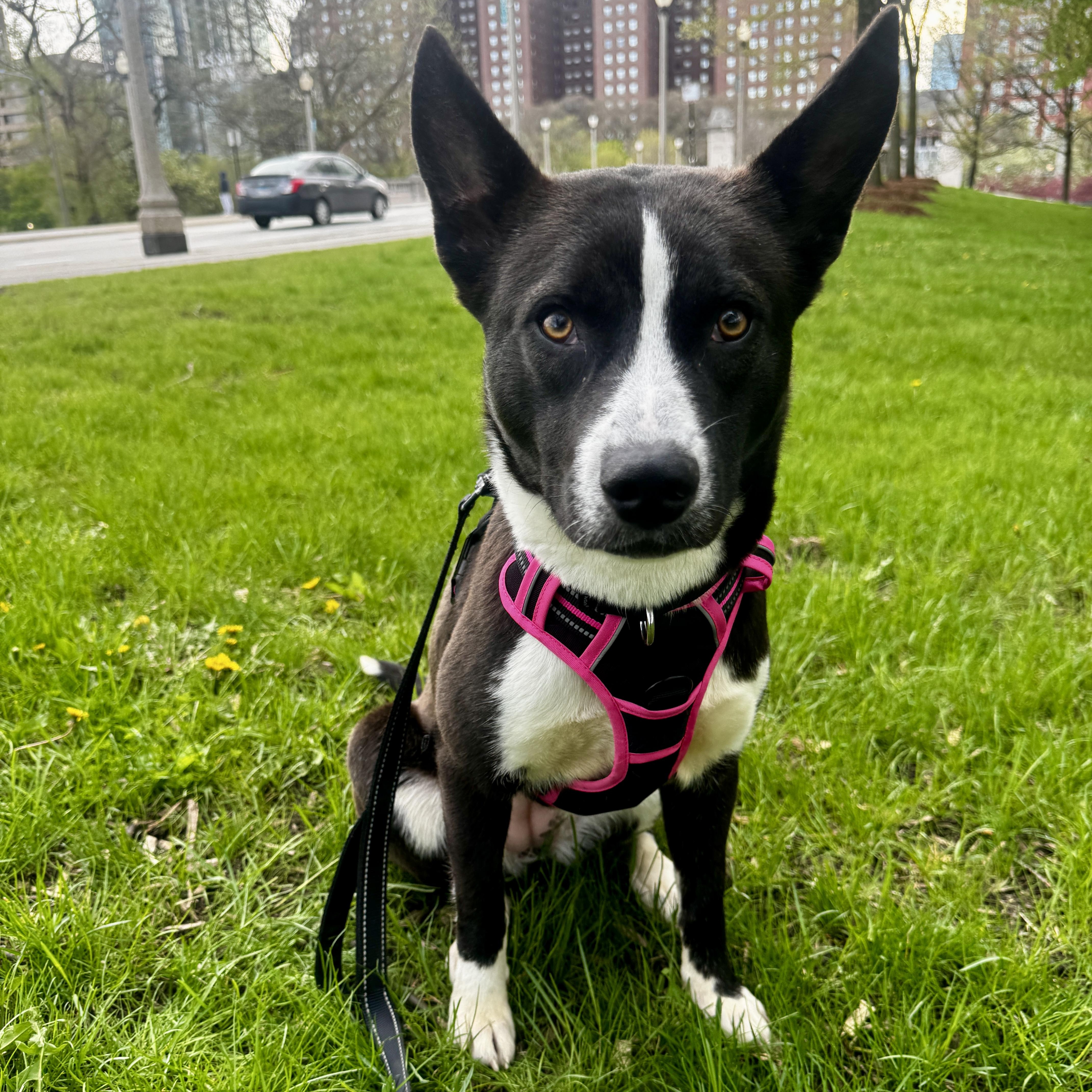 Ebony, adopted, Adult Female Mixed Breed.