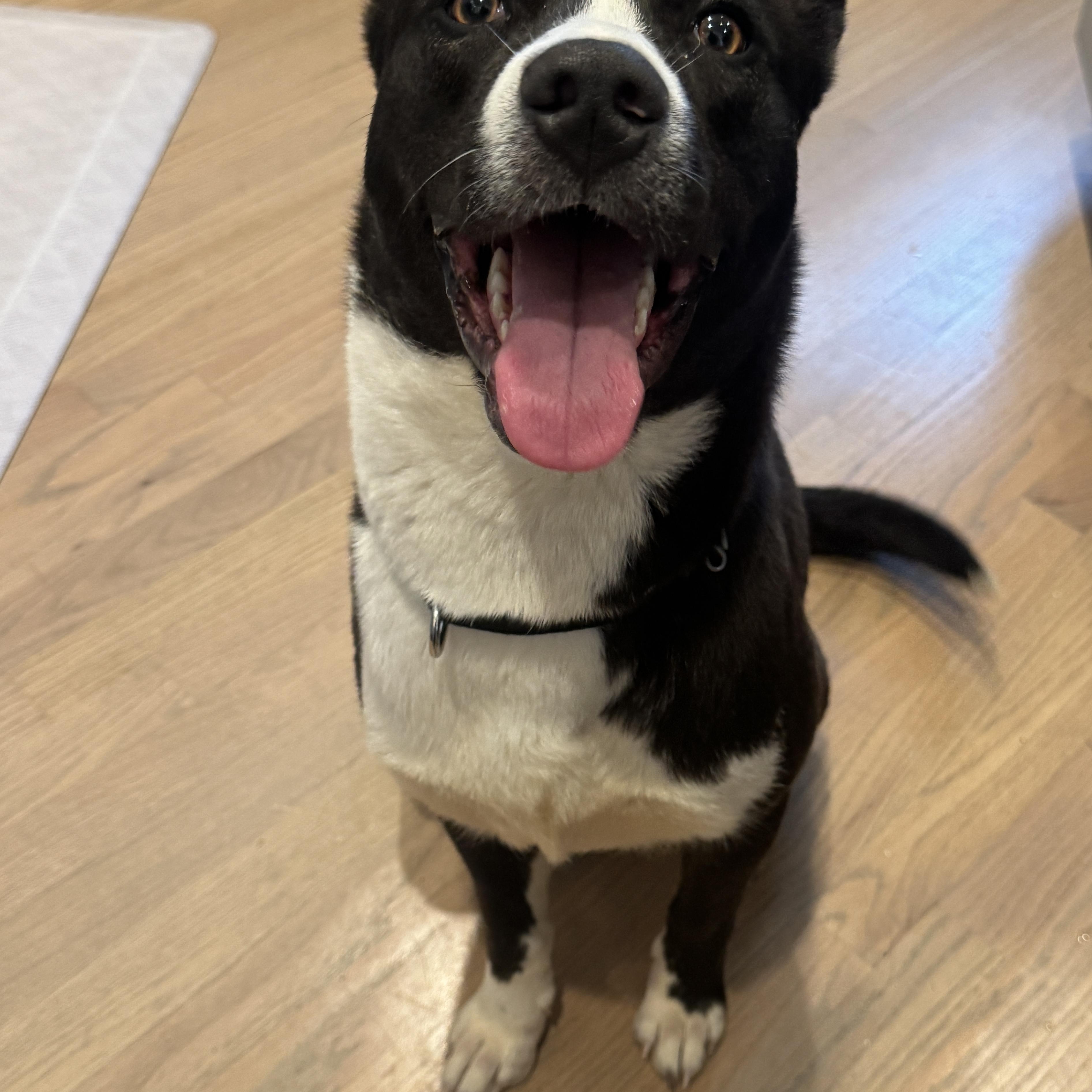 Enlarge Ebony, an adopted mixed breed in Chicago, IL image 4/6