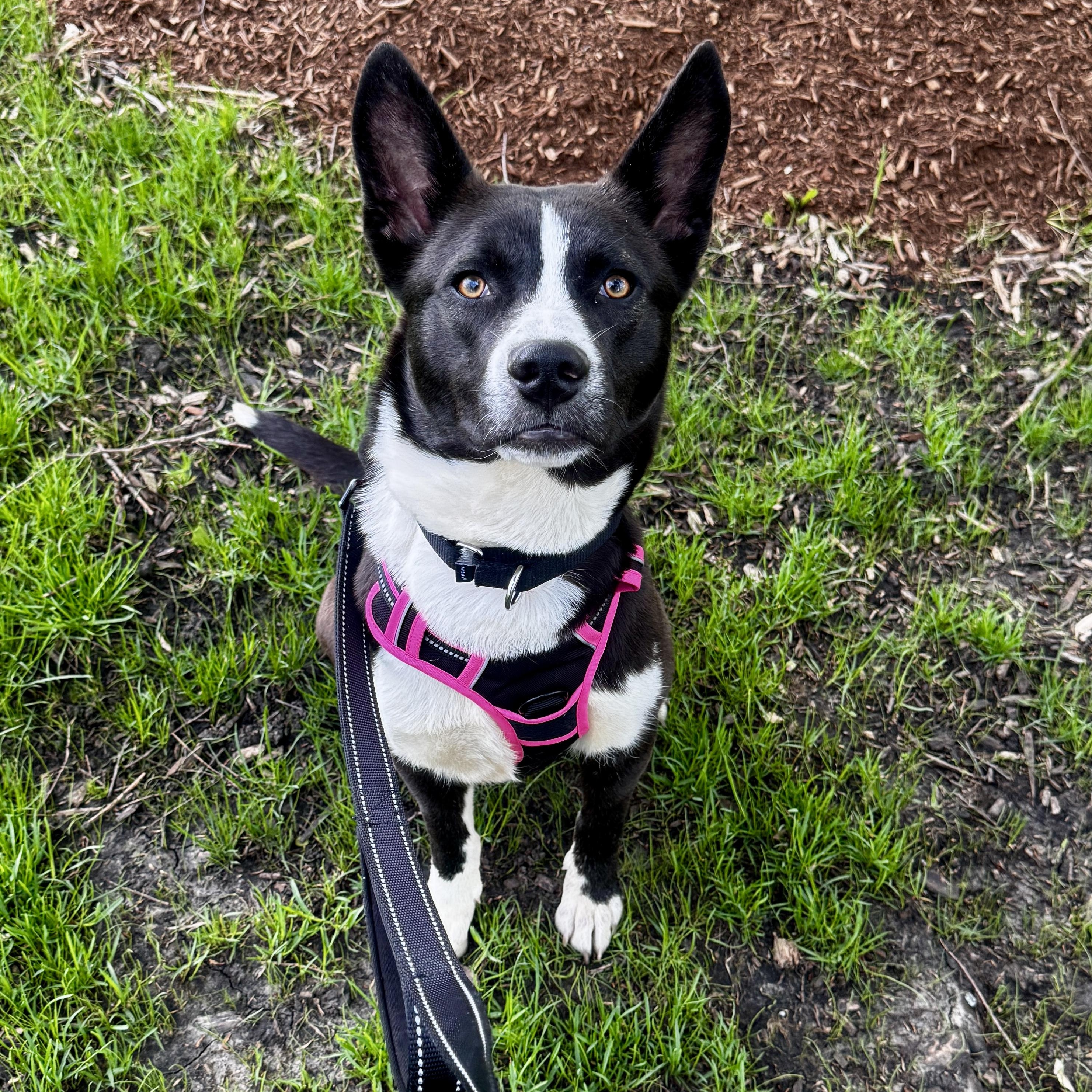 Enlarge Ebony, an adopted mixed breed in Chicago, IL image 3/6