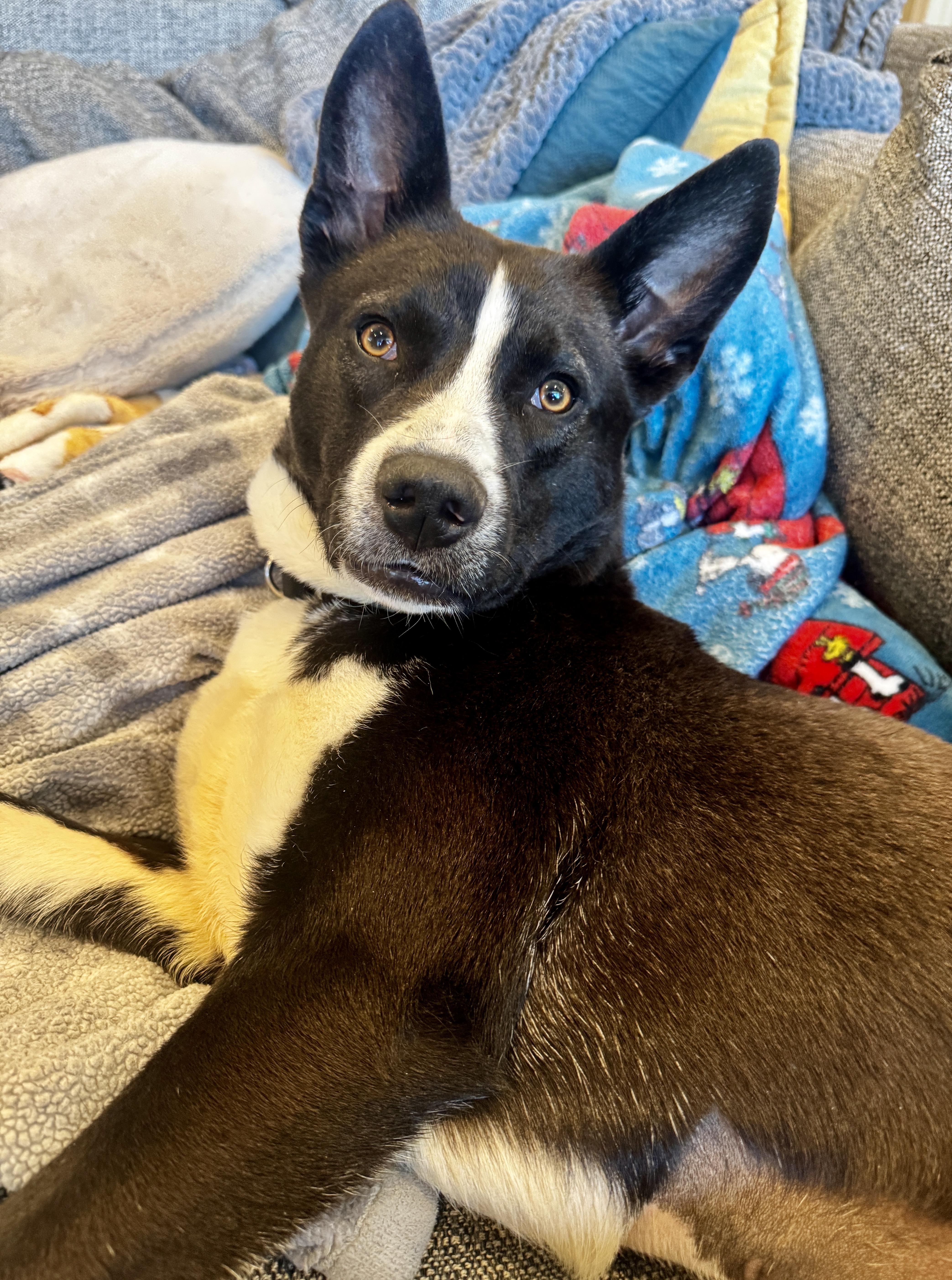 Enlarge Ebony, an adopted mixed breed in Chicago, IL image 6/6